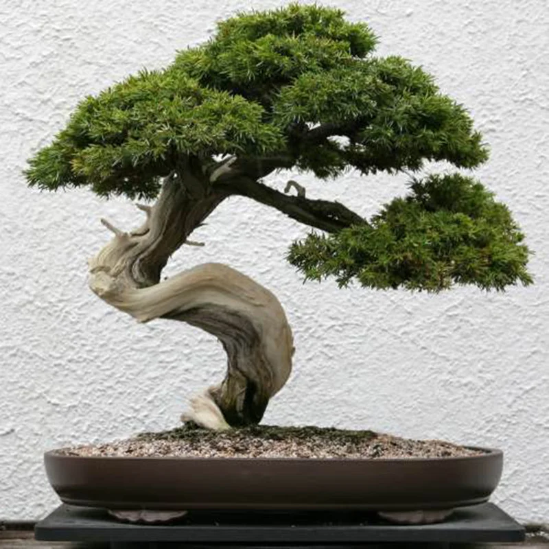 allesxl-32734164