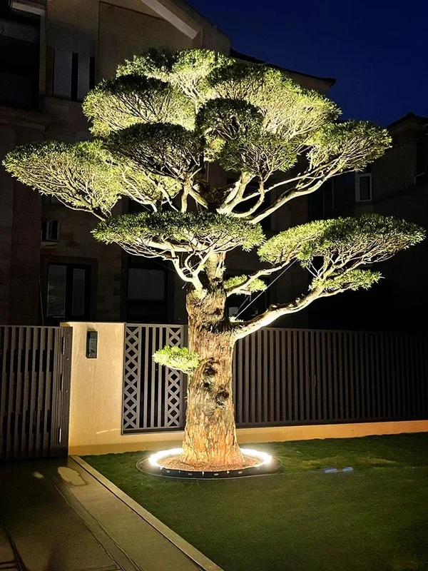 varenzo2500365